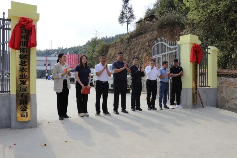 標準化引領新篇章 洛恩鄉(xiāng)茶葉加工廠正式投產(chǎn)助力茶產(chǎn)業(yè)升級