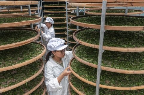 小罐茶 以科學(xué)革新中國(guó)茶產(chǎn)業(yè)，破局傳統(tǒng)加工三座大山